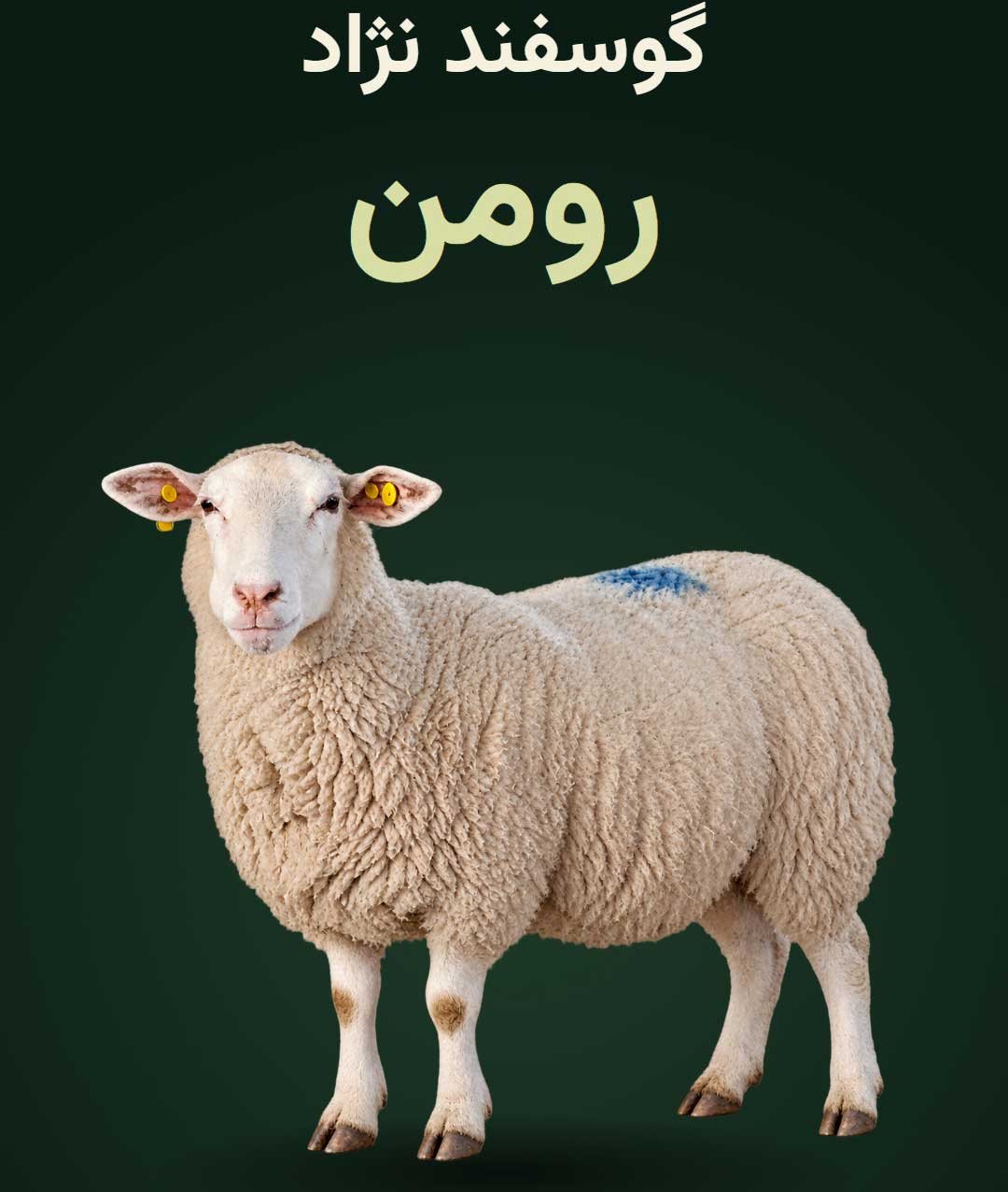 گوسفند رومن در مزرعه احمدی