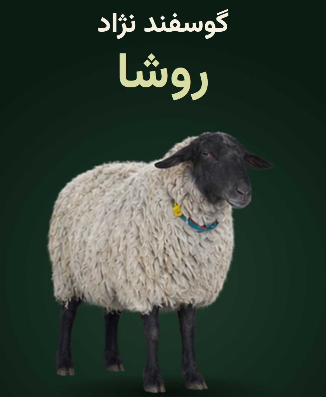 گوسفند روشا در مزرعه احمدی